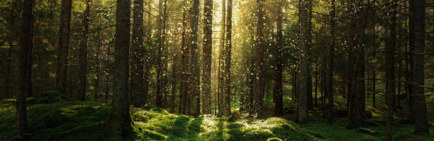 Slider Banner